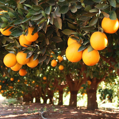Southern Fruit Growers - Citrus