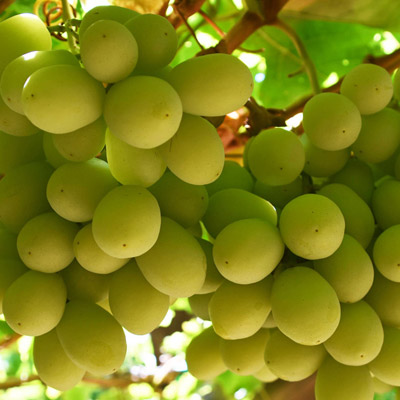 Southern Fruit Growers - Grapes